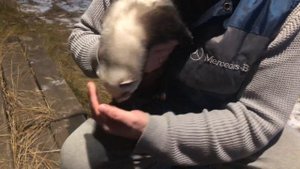 КАК ГУЛЯТЬ С ХОРЬКОМ?