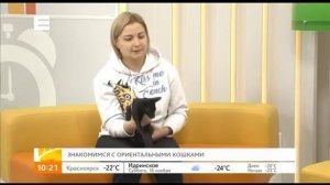 Советы эксперта: знакомимся с кошками породы ориентал