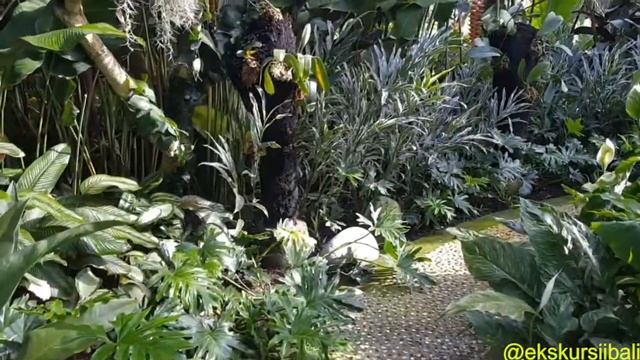 Посещение в сад орхидей Бали, гид на бали, экскурсии по бали смотреть онлайн