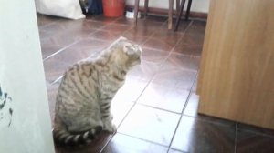 Кот говорит - хочу гулять!