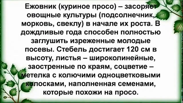 Мир растений. Распознаем сорняки/The world of plants. recognize the weeds смотреть онлайн