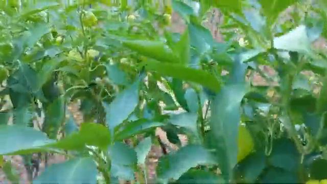 BİBER ÇİCEKLERİNİ DÖKÜYOR BİBER VERMİYOR SA BUNU MUTLAKA YAPIN смотреть онлайн