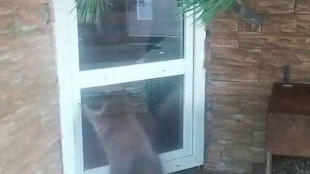 Видео енот педро где танцует. Танцующий енот. Танец енота. Енот Танцующий под Педро. Енот танцует под Педро.