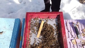 Всё, что вы НЕ знали про ульи из пенополистирола и стеснялись спросить. Часть 1.