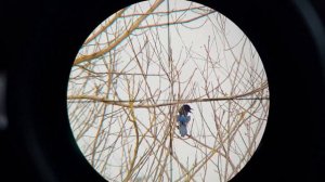 Crow hunting - Airgun - Diana 460 Magnum