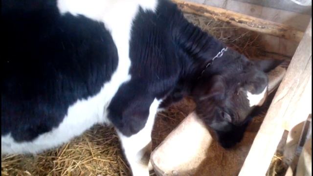 итог обезроживания теленка пастой, вес быка в три месяца, рацион, немного о прошлогодних быках смотреть онлайн