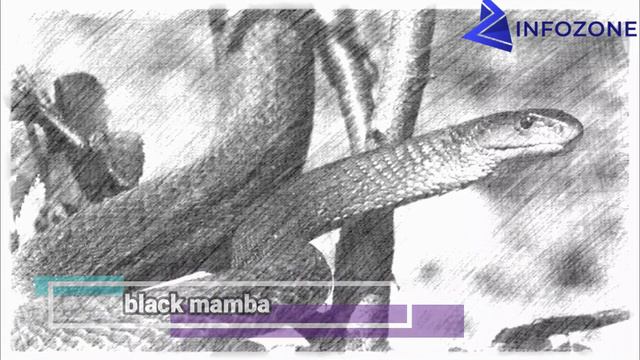 serpents tueurs dhommes الثعابين التي تقتل أكبر عدد من البشر في العالم