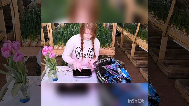 Фермеры выбирают томат "Большая мамочка"