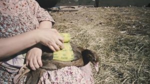 Вправляем выворот крыла утенку. #Жизнь в деревне #Из города в деревню #утки уход и содержание