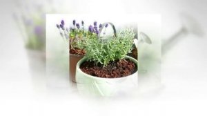 ЛАВАНДА. Секреты выращивания в домашних условиях