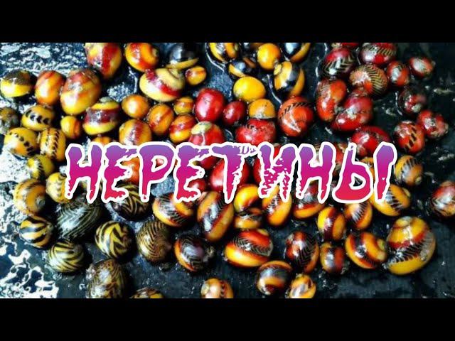 УЛИТКИ НЕРЕТИНЫ. СОДЕРЖАНИЕ И РАЗВЕДЕНИЕ В АКВАРИУМЕ. смотреть онлайн