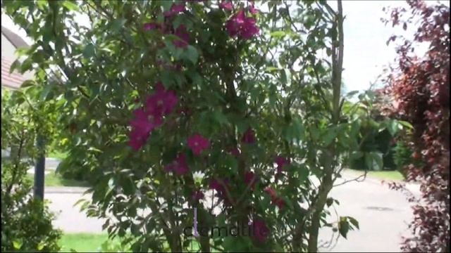 Clématite Ernest Markham - Clematite.net - Spécialiste des plantes de jardin смотреть онлайн