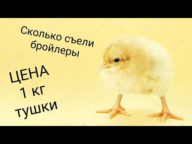 КАК "ПРАВИЛЬНО" СЧИТАТЬ СЕБЕСТОИМОСТЬ БРОЙЛЕРА!!! Себестоимость 1кг мяса Бройлера. Сколько съели