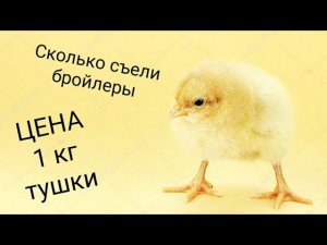 КАК "ПРАВИЛЬНО" СЧИТАТЬ СЕБЕСТОИМОСТЬ БРОЙЛЕРА!!! Себестоимость 1кг мяса Бройлера. Сколько съели