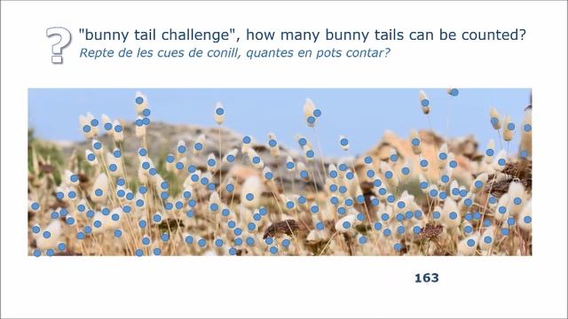 ?bunny tails (lagurus ovatus) from cap de creus. ?cua de conill (lagurus ovatus ) del cap de creus смотреть онлайн