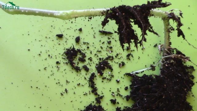 ? Как посадить переросшую рассаду томатов - 7 дач смотреть онлайн