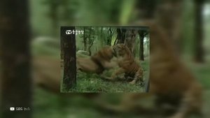 Реальная Битва Льва Против Тигра Заснятая На Камеру