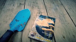 САЖАЕМ ГРИБЫ ЛИСИЧКИ НА УЧАСТКЕ | Грибы и орехи  Урожай 2021