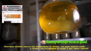 Вёшенка. Жидкий Мицелий. Такого вы не ВИДЕЛИ!