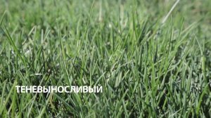 Газон "Теневыносливый" от SagamaGreen
