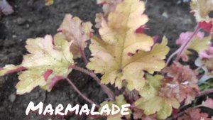 Гейхера сорт Marmalade летом
