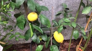 Очень вкусный Павловский лимон! Лимон адаптированный для выращивания в квартирах!