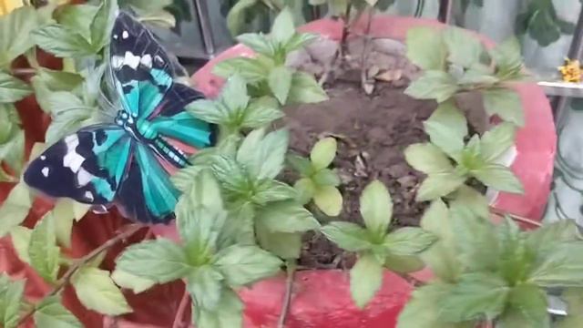 How to Grow and Care Of Wedelia Plant |Urdu Hindi| смотреть онлайн