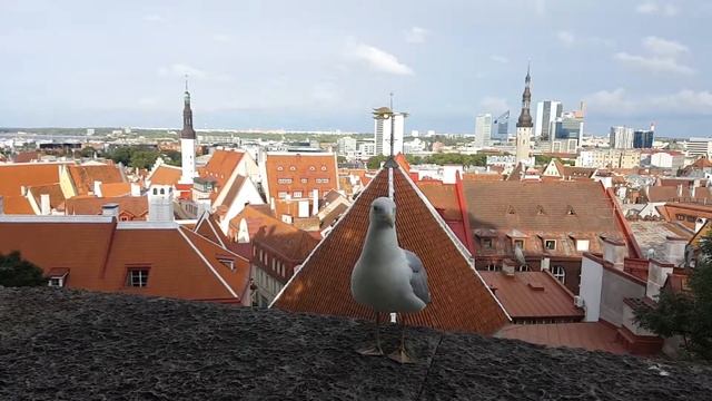 Эстонская чайка на смотровой площадке Таллина