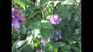 An Exalted State Purple Clematis June 2022