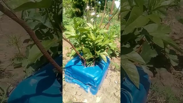 Пассифлора инкарната в ог с прошлогодних корней 25.05.22 смотреть онлайн