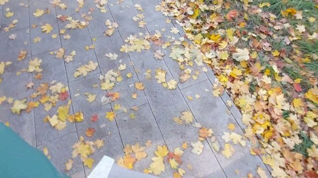 ЗОЛОТАЯ ОСЕНЬ/ ДЕТСКИЙ ГОРОДОК #салатстунцом#грибнойсуп#детскаяплощадка#осеньзолотая