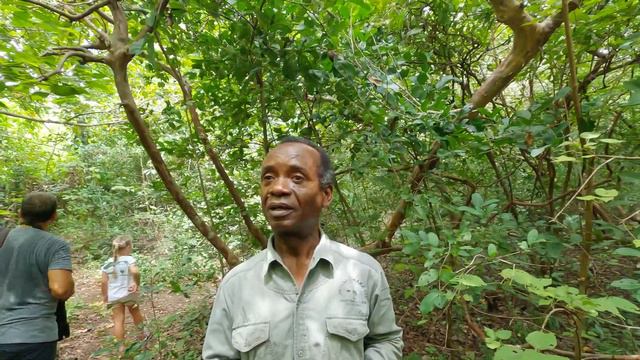 Лес обезьян на Занзибаре. Парк "Джозани Форест" (Jozani Forest). смотреть онлайн