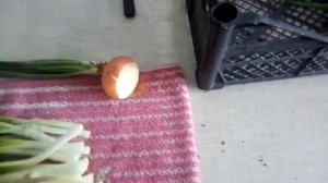 Бизнес на луке .Лук на перо. Как срезать.