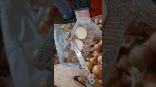 Лук Манас 2021 Волгоград КФХ 89377040123 смотреть онлайн