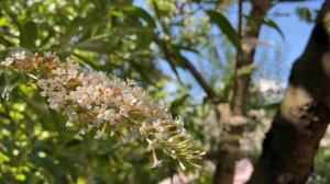 ШИКАРНОЙ ЖЕНЩИНЕ ? МУЗЫКАЛЬНАЯ ОТКРЫТКА С ЮБИЛЕЕМ! С ДНЁМ РОЖДЕНИЯ! ?