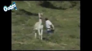 Осел и мужик. Кто кого? Смешное и загадочное видео.