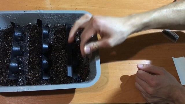 Семена из Китая. Выращиваем почвопокровные растения