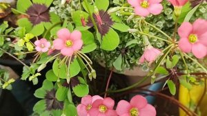 Oxalis tetraphylla#iron cross#shamrock plant#lucky clover.....a beautiful flowering plant