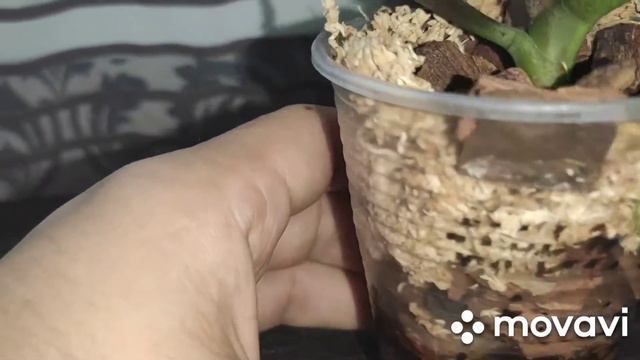 Фаленопсис бабочка (пелорик) подросток 1.7 смотреть онлайн