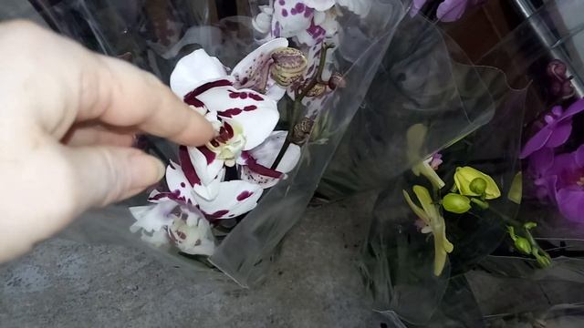 Шикарный завоз орхидей, Masterpiece , Фабрика, полубабочка . Оптовая база, пер. Промышленный 4. смотреть онлайн