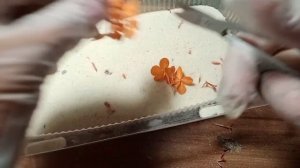 Как окрасить и высушить объемные сухоцветы в манке