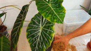 АЛОКАЗИЯ / ОМОЛОЖЕНИЕ / КАК УКОРЕНИТЬ В ВОДЕ / ПОСАДКА В МОХ СФАГНУМ