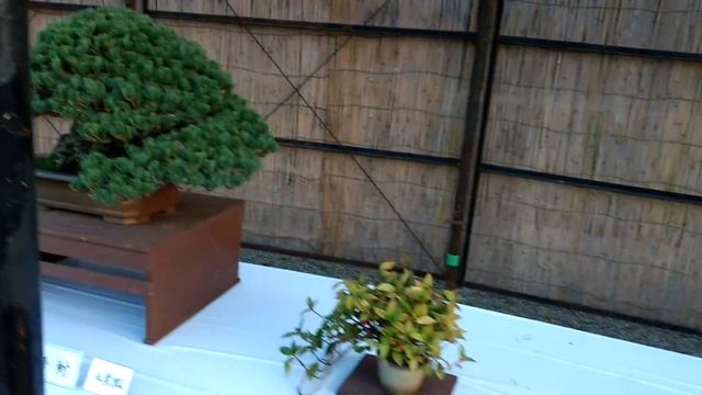 Nagoya Castle bonsai show (part 1) смотреть онлайн