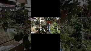 Яблоня сорт Брусничное//как формировать? //опоры для винограда