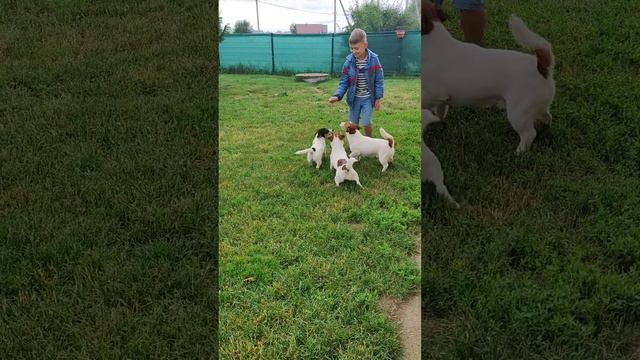 Питомник Терра Гардария, Джек Рассел терьер, есть свободные щенки #калининград #питомниксобак#вео смотреть онлайн