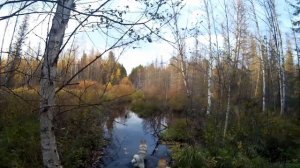 Подготовка к охоте на пушнину. Поход по путику до Бобрового поселения.