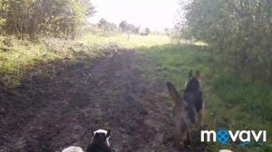 НЕМЕЦКИЕ ОВЧАРКИ/ ОВЧАРКИ ПАСУТ ОВЕЦ.