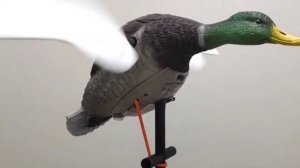 Чучело кряквы (селезень) Lucky Duck Junior II - махокрыл (чучело с вращающимися крыльями) в работе