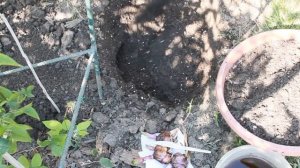 ЛИЛИИ из пакета с  ростками. ПОСАДКА  в августе, РАЗМНОЖЕНИЕ чешуйками.