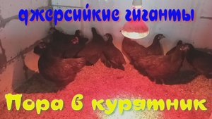 Пора в курятник